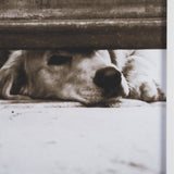 We See You Dogs by Jim Dratfield Framed Photo Print under Glass by Mercana at Eve Furniture