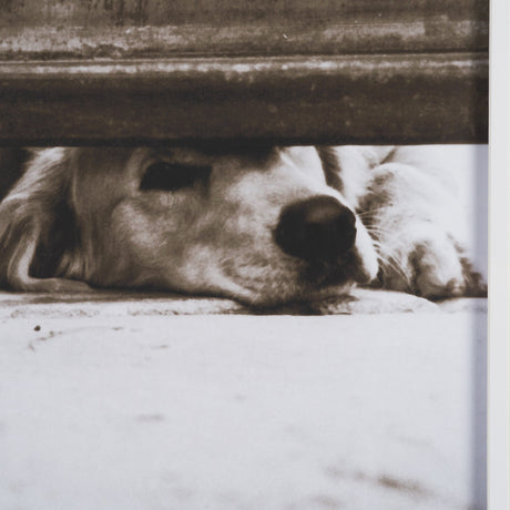 We See You Dogs by Jim Dratfield Framed Photo Print under Glass by Mercana at Eve Furniture