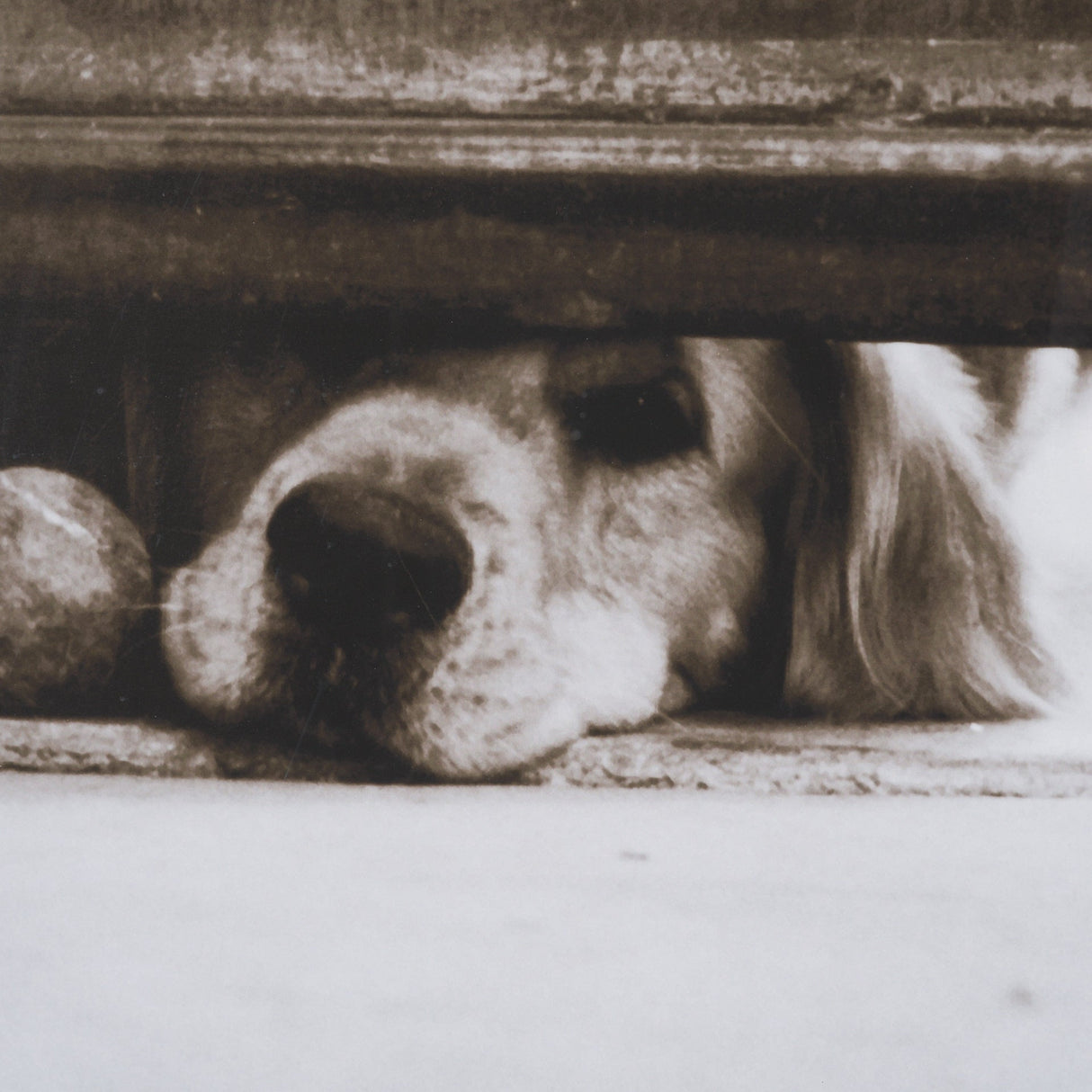 We See You Dogs by Jim Dratfield Framed Photo Print under Glass by Mercana at Eve Furniture