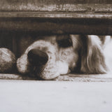 We See You Dogs by Jim Dratfield Framed Photo Print under Glass by Mercana at Eve Furniture