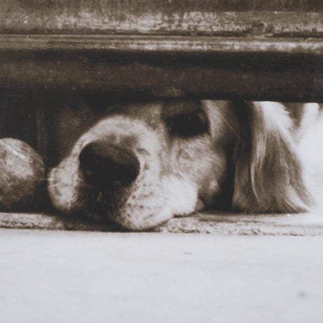 We See You Dogs by Jim Dratfield Framed Photo Print under Glass by Mercana at Eve Furniture