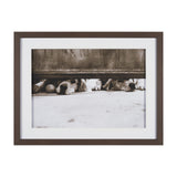 We See You Dogs by Jim Dratfield Framed Photo Print under Glass by Mercana at Eve Furniture