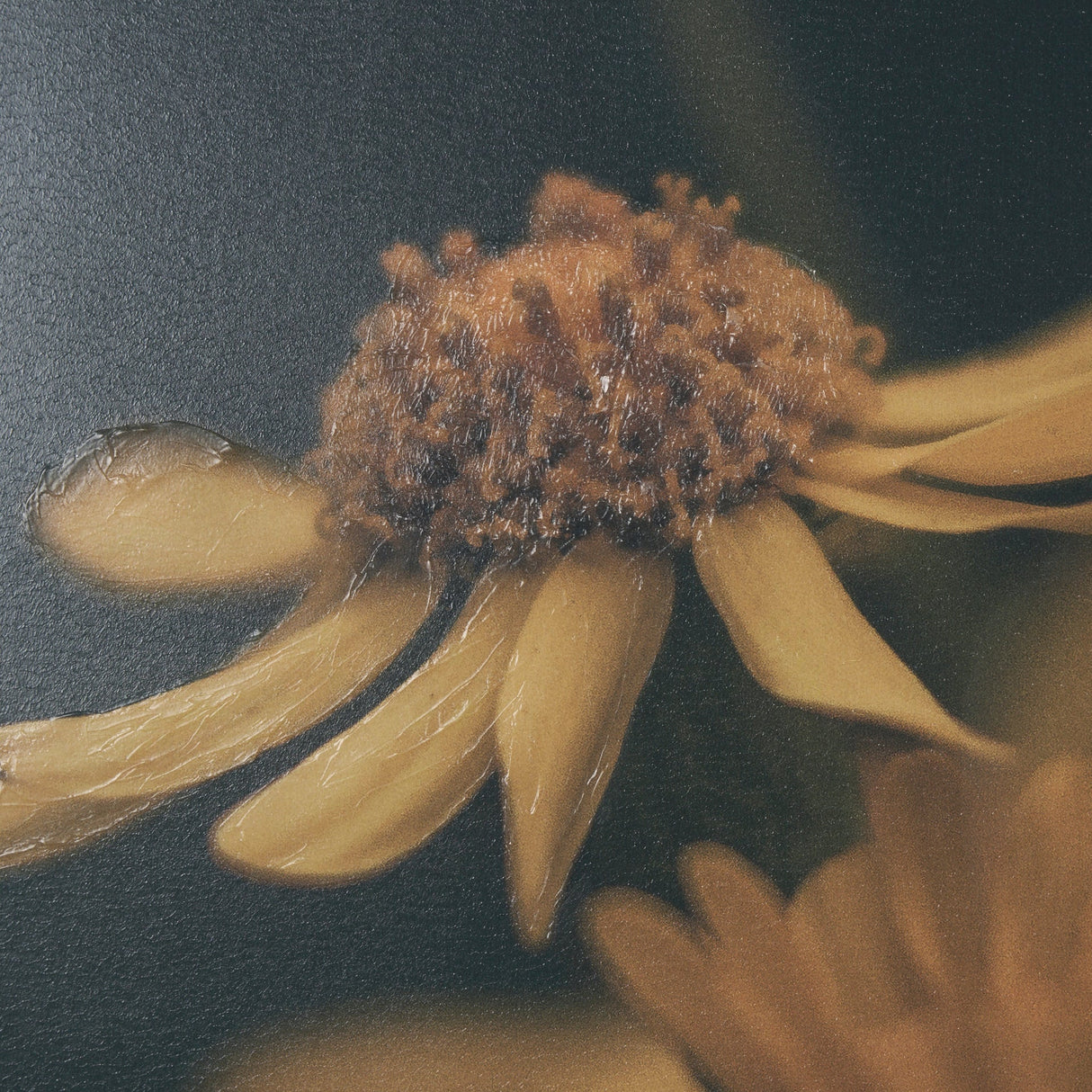 Wild Blooms I by Nathan Larson a Hand Embellished Framed Photo Art Print Matted under Glass by Mercana at Eve Furniture