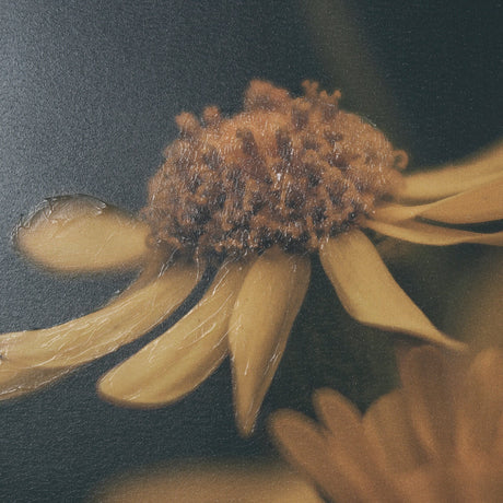 Wild Blooms I by Nathan Larson a Hand Embellished Framed Photo Art Print Matted under Glass by Mercana at Eve Furniture
