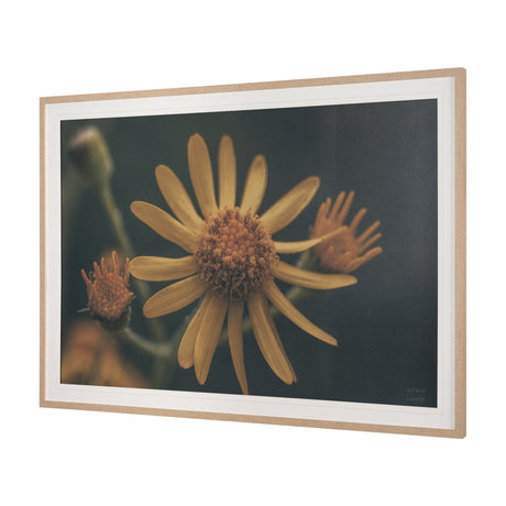 Wild Blooms II by Nathan Larson a Hand Embellished Framed Photo Art Print Matted under Glass by Mercana at Eve Furniture