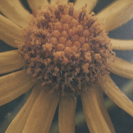 Wild Blooms II by Nathan Larson a Hand Embellished Framed Photo Art Print Matted under Glass by Mercana at Eve Furniture