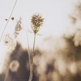 Wild Carrot Flowers by Zaira Zarotti Textured Framed Photo Print Matted under Glass by Mercana at Eve Furniture
