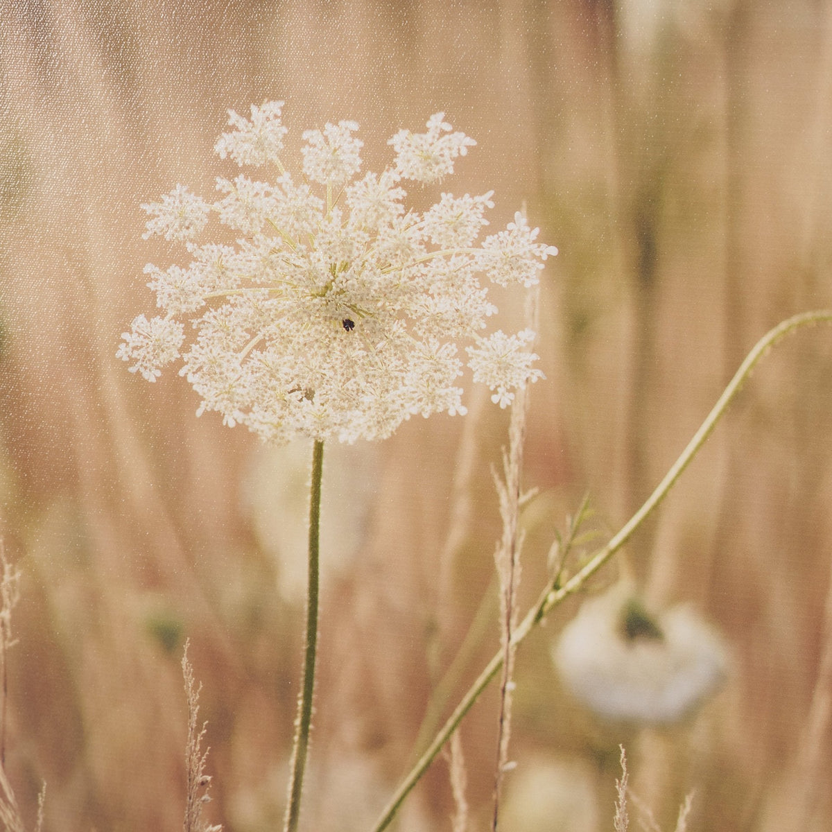 Wild Carrot Flowers by Zaira Zarotti Textured Framed Photo Print Matted under Glass by Mercana at Eve Furniture
