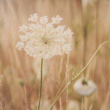 Wild Carrot Flowers by Zaira Zarotti Textured Framed Photo Print Matted under Glass by Mercana at Eve Furniture
