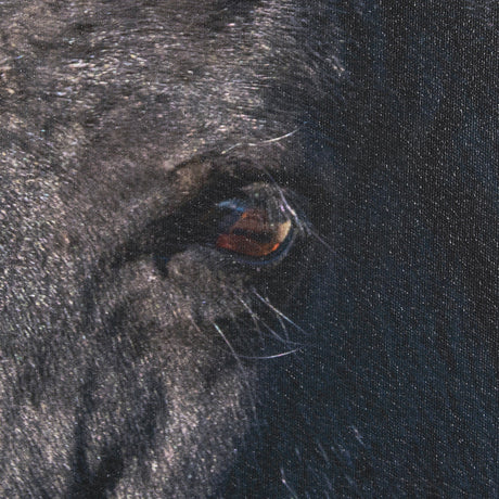 Wild Horses by Gary Blatter a Hand Embellished Textured Framed Photo Art Print by Mercana at Eve Furniture
