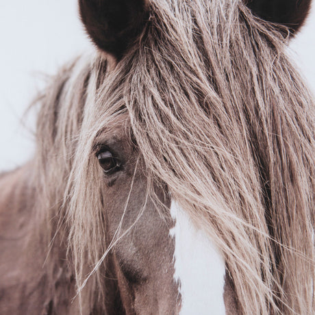 Wild Mane by Mercana Studio a Framed Photo Art Print Matted under Glass by Mercana at Eve Furniture