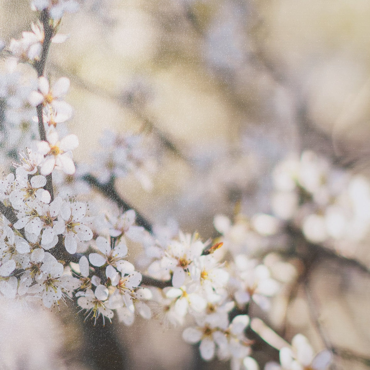 Wilde Prunus by Zaira Zarotti Textured Framed Photo Print Matted under Glass by Mercana at Eve Furniture