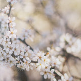 Wilde Prunus by Zaira Zarotti Textured Framed Photo Print Matted under Glass by Mercana at Eve Furniture