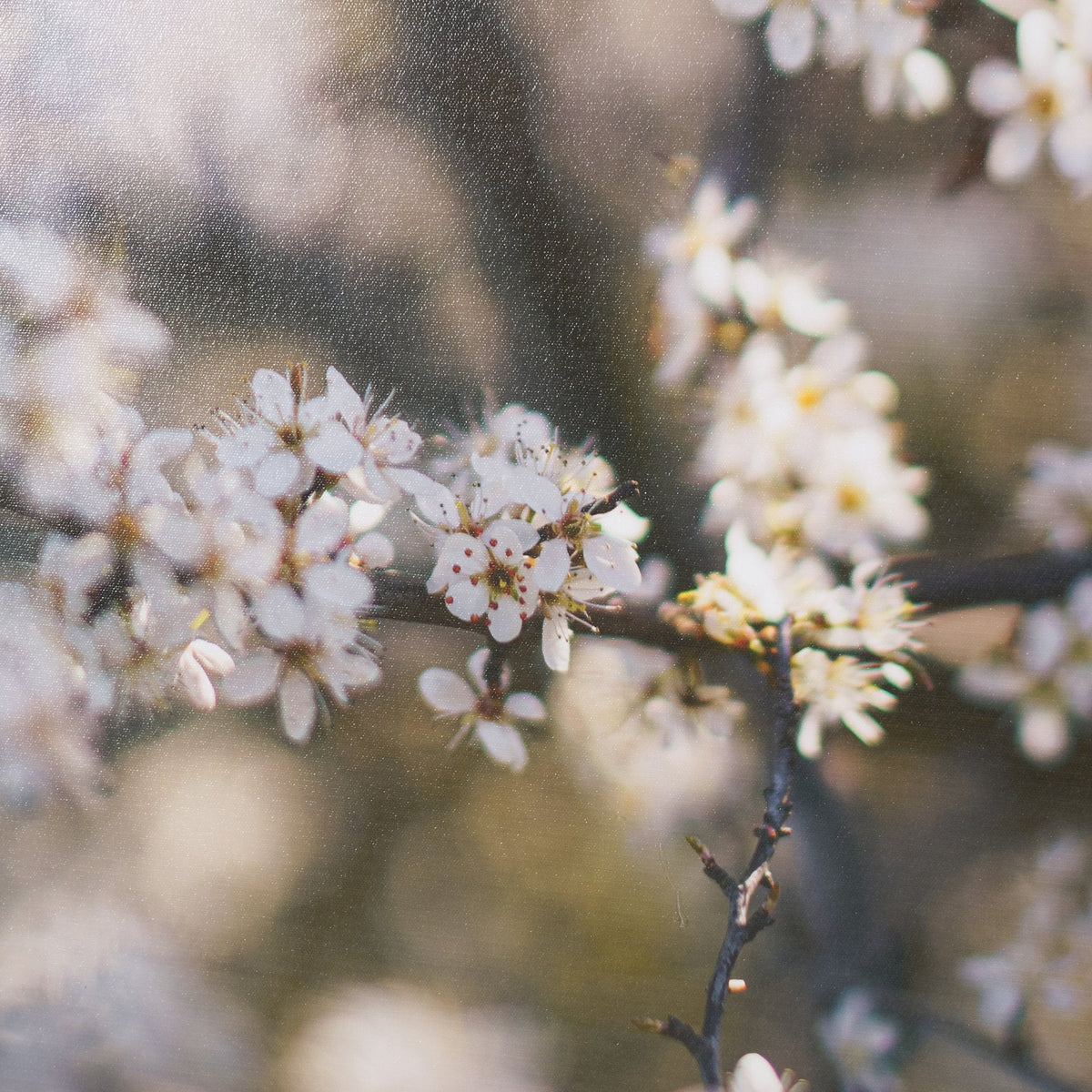 Wilde Prunus by Zaira Zarotti Textured Framed Photo Print Matted under Glass by Mercana at Eve Furniture