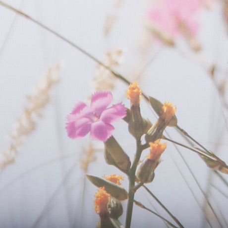 Wildflower Fade - L by Mercana Studio a Framed Photo Art Print Matted under Glass by Mercana at Eve Furniture