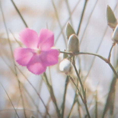 Wildflower Fade - L by Mercana Studio a Framed Photo Art Print Matted under Glass by Mercana at Eve Furniture