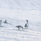 Winter On The Farm IV by Mercana Studio a Hand Embellished Framed Art Print by Mercana at Eve Furniture
