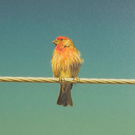 Wired Finch by Nathan Larson a Hand Embellished Framed Photo Art Print Matted under Glass by Mercana at Eve Furniture