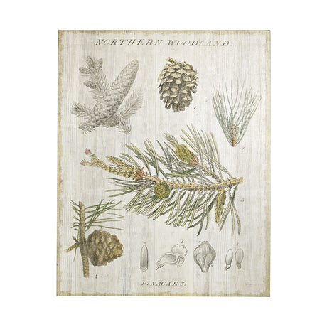 Woodland Chart III by Sue Schlabach a Hand Embellished Textured Canvas by Mercana at Eve Furniture