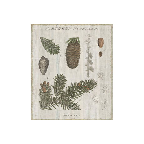 Woodland Chart IV by Sue Schlabach a Hand Embellished Textured Canvas by Mercana at Eve Furniture