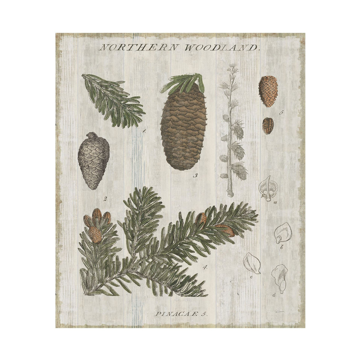Woodland Chart IV by Sue Schlabach a Hand Embellished Textured Canvas by Mercana at Eve Furniture