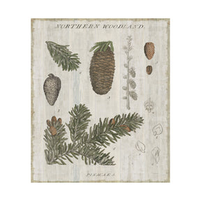 Woodland Chart IV by Sue Schlabach a Hand Embellished Textured Canvas by Mercana at Eve Furniture