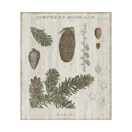 Woodland Chart IV by Sue Schlabach a Hand Embellished Textured Canvas by Mercana at Eve Furniture