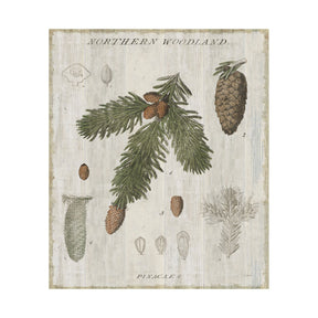 Woodland Chart V by Sue Schlabach a Hand Embellished Textured Canvas by Mercana at Eve Furniture