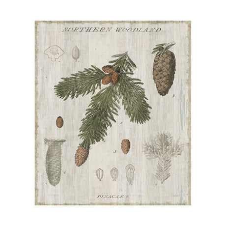 Woodland Chart V by Sue Schlabach a Hand Embellished Textured Canvas by Mercana at Eve Furniture