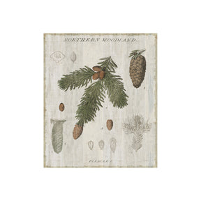 Woodland Chart V by Sue Schlabach a Hand Embellished Textured Canvas by Mercana at Eve Furniture
