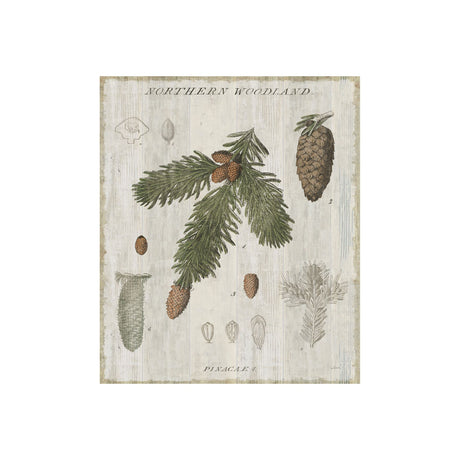Woodland Chart V by Sue Schlabach a Hand Embellished Textured Canvas by Mercana at Eve Furniture