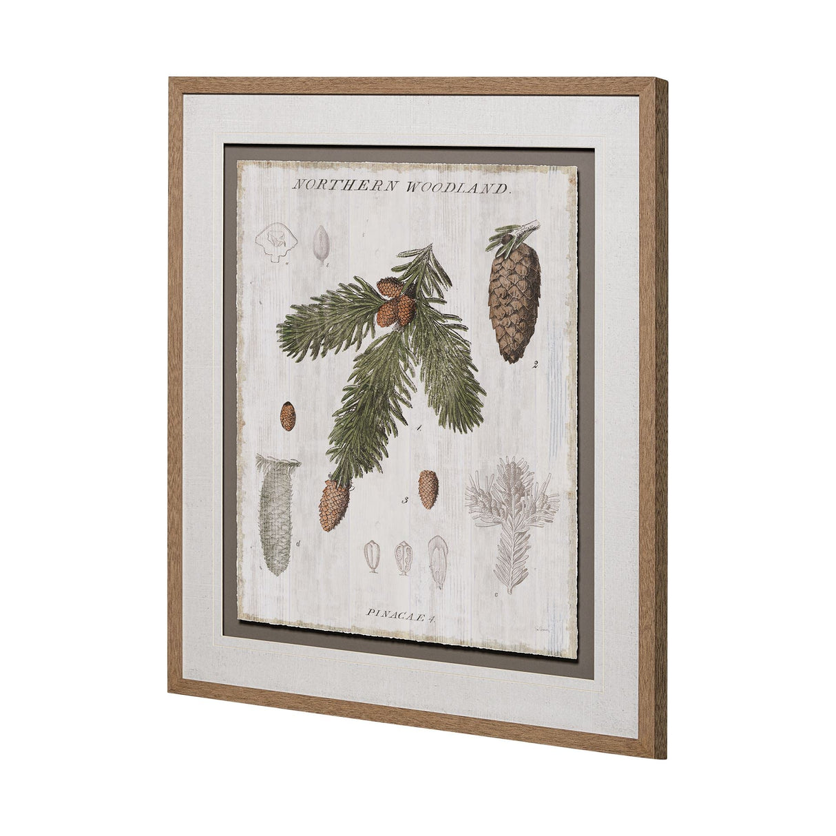 Woodland Chart V by Sue Schlabach a Hand Embellished Textured Framed Art Print Matted under Glass by Mercana at Eve Furniture