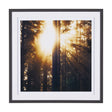 Woodland Glow by Andreas Stridsberg a Hand Embelished Textured Framed Art Photo Matted under Glass by Mercana at Eve Furniture