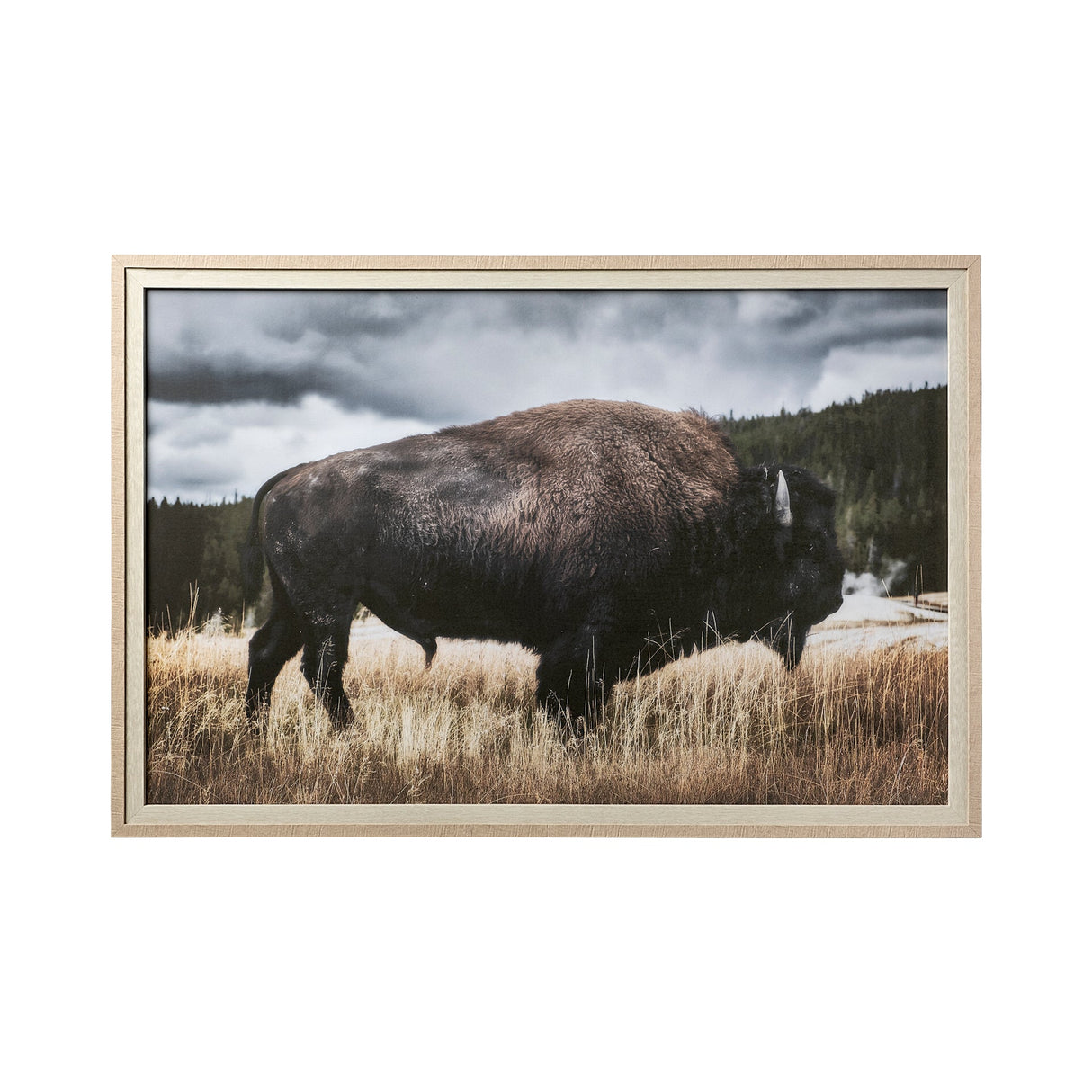 Yellowstone Bison by Dunker a Framed Photo Art Print Matted under Glass by Mercana at Eve Furniture