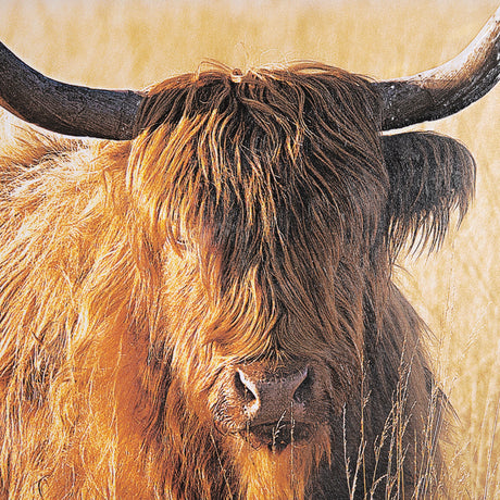 Young and Old Highlander by Mercana Studio Hand Embellished Framed Photo Art Print Matted under Glas by Mercana at Eve Furniture