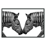 Zebras Black/White Photography 48x72 by Classic Home at Eve Furniture