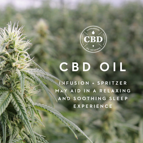 Zoned ActiveDough Cbd Oil Queen Pillow by Malouf at Eve Furniture