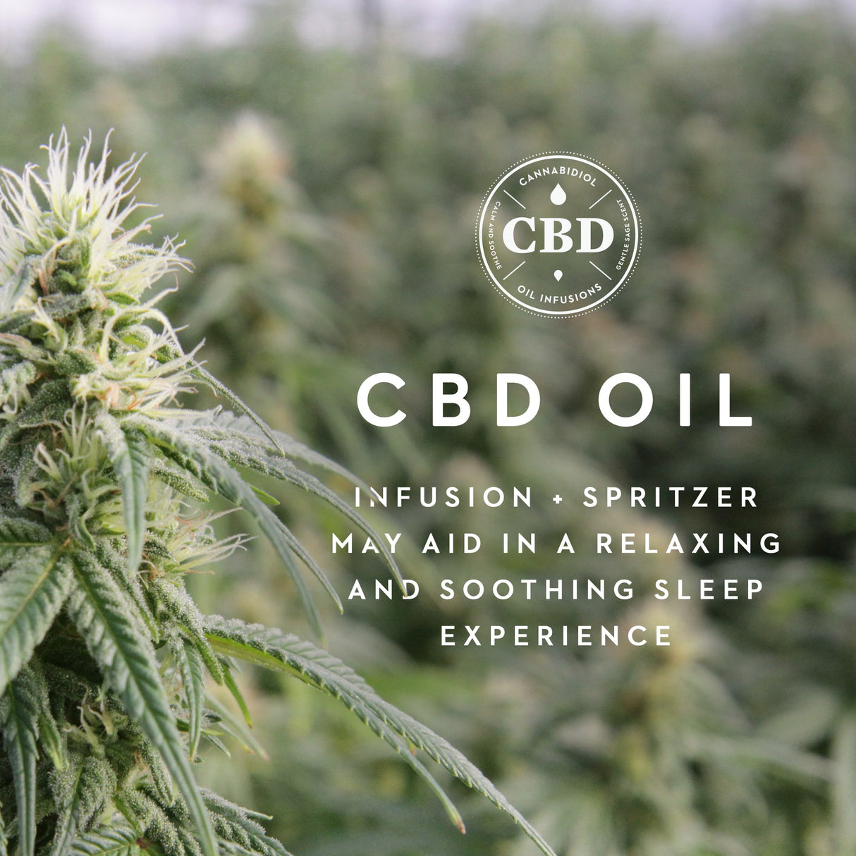 Zoned Dough Cbd Oil Queen Pillow by Malouf at Eve Furniture